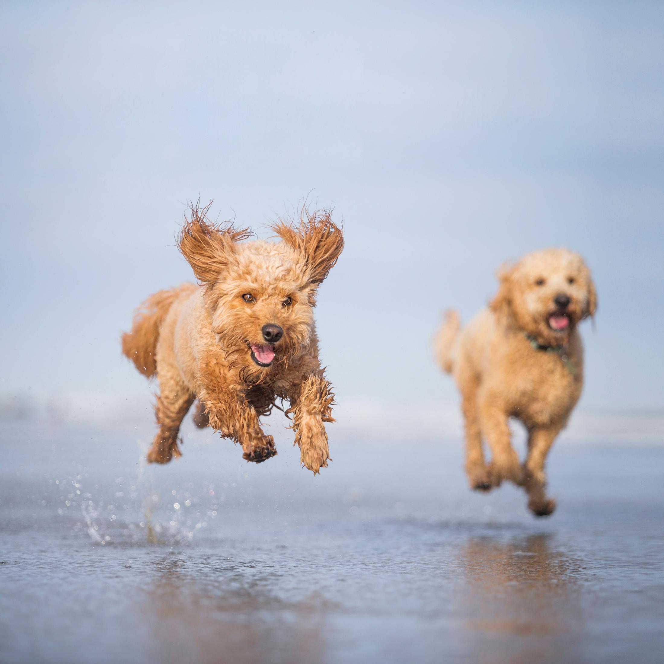 Two dogs running on the beach